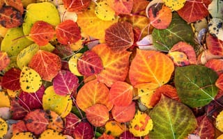 Обои осень, краски, макро, листва