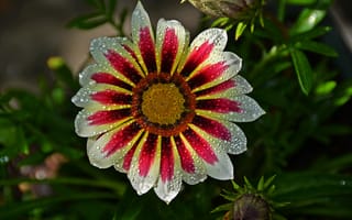 Картинка Макро, Капли, Macro, Drops, Цветок, flower