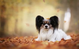 Обои листья, осень, боке, Континентальный той-спаниель, собака, Папийон