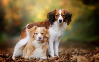 Картинка Бретонский эпаньоль, осень, парочка, листья, Коикерхондье, собаки, боке