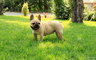 Обои French Bulldog, девочка, французский бульдог, трава