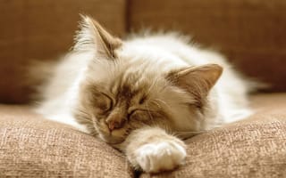 Картинка кошка, спит, кот, пушистый, диван, котенок
