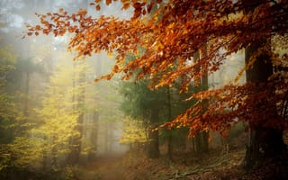 Обои осень, лес, туман