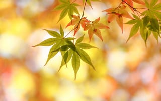 Обои осень, макро, листва, боке