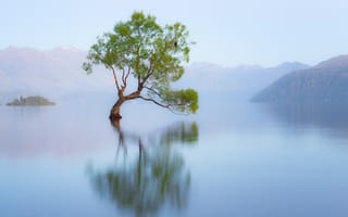 Картинка природа, Новая Зеландия, озеро, утро, дерево, птица