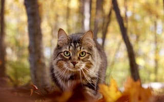 Картинка кот, осень, взгляд, мордочка, боке, Мейн-кун