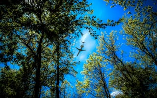 Картинка лес, верхушки, деревья, самолёт, небо
