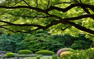 Картинка Shinjuku Gyoen National Garden, Императорский парк Синдзюку, Japan, Tokyo, Япония, деревья, Токио, парк, Синдзюку Гёэн