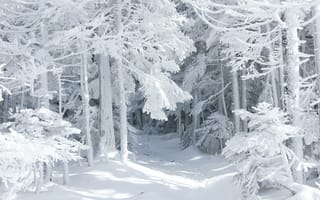 Картинка природа, лес, сказка, снег, зима