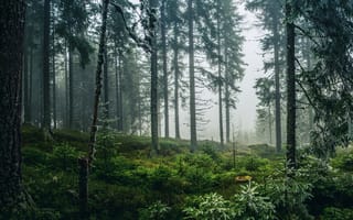 Картинка Туман, Деревья, Fog, Forest, Trees, Лес, Nature