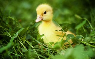 Картинка Анна Леванкова, природа, утки, зелень, трава, птенцы, утёнок, птенчик, птицы, птенец