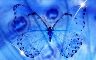 Обои макро, прозрачность, крылья, синее, бабочка, macro