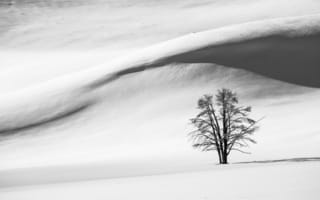 Картинка холм, зима, черно-белое, дерево, снег, поле