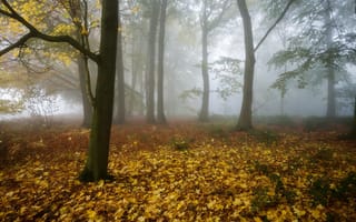 Обои осень, лес, туман