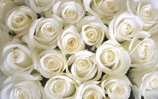 Обои white, розы белые, roses