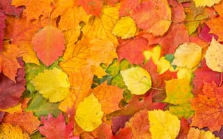 Обои осенние листья, autumn, leaves