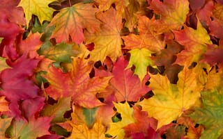 Обои autumn, осенние листья, leaves