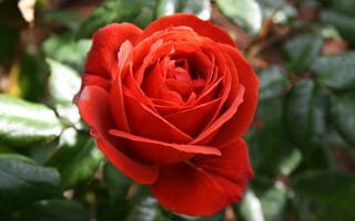 Картинка Цветок, Red rose, Красная роза