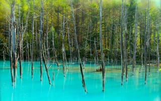 Картинка озеро, стволы, голубое, деревья, лес