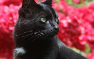 Картинка кот, профиль, кошка, черная