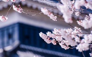 Картинка Япония, ветки, размытость, дерево, макро, сакура, вишня, префектура Нагано, цветы, Мацумото, цветение