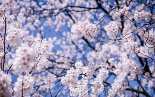 Картинка Япония, ветки, Мацумото, вишня, небо, цветы, дерево, синее, префектура Нагано, сакура, цветение, размытость, макро