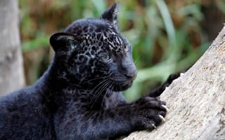 Картинка Panthera onca, ягуар, детеныш, когти, хищник