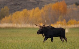 Картинка field, moose, autumn, fall, wildlife