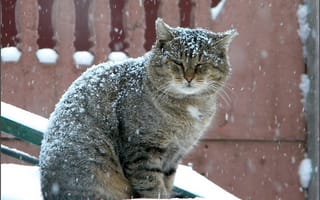 Картинка кот, серый, снегопад, зима, большой