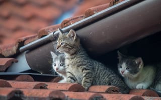Картинка котята, трио, малыши, троица, на крыше