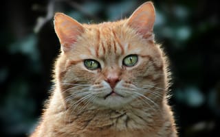 Картинка кошка, кот, рыжая, зеленоглазая, портрет, морда