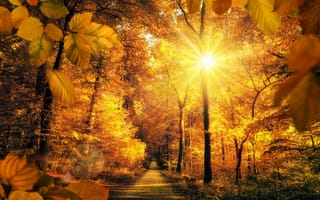 Картинка Солнце, Дорога, Листья, Лучи Света, Деревья, Осень, Парки