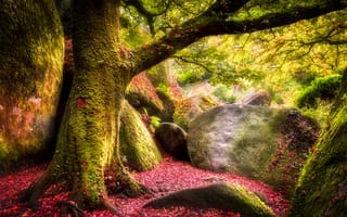 Картинка осень, лес, деревья, мох, камни, листья
