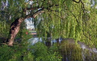 Картинка дерево, Англия, ива, речка