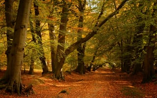 Картинка дорога, осень, Лес Ашридж, Berkshire, Беркшир, Ashridge Wood, лес, England, Англия, деревья