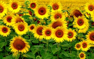 Картинка Поле, Лето, Подсолнухи, Summer, Field, Sunflowers