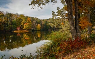 Картинка осень, лес, желтый, листья, деревья, США, Virginia, озеро