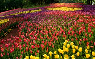 Картинка тюльпаны, цветы, разноцветные, деревья, парк, лето