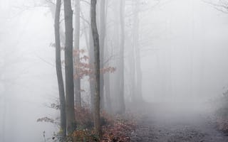 Обои дорога, деревья, туман, осень
