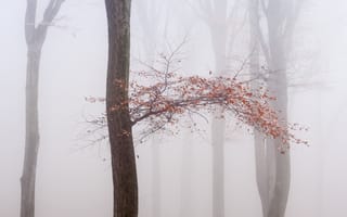 Картинка осень, туман, дерево