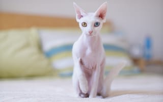 Картинка кот, корниш-рекс, белая, кошка, подушки, раноглазая, постель, бледная
