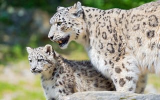 Картинка кошка, взгляд, снежный барс, природа, малыш, камни, охрана