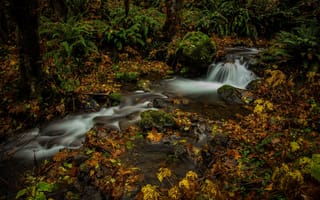 Картинка осень, листья, папоротник, Mount Rainier National Park, штат Вашингтон, лес, Washington state, Национальный парк Маунт-Рейнир, ручей