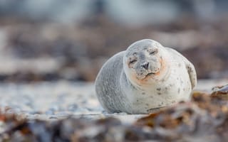 Картинка природа, Seehund, Phoca vitulina