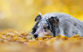 Картинка осень, взгляд, колли, лежит, листва, щенок, собака