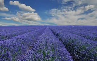 Картинка Provence, France, Франция, лаванда, поле, облака, Прованс