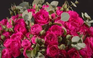 Картинка розы, бутоны, Wine color, closeup, roses