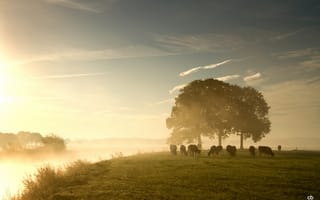 Картинка пастбище, Dewollewei, туман, дервья, рассвет, коровы