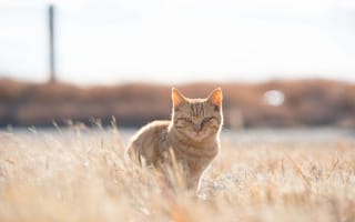 Картинка cat, sunny, field, grass