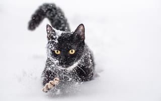 Картинка кот, зима, когти, лапа, снег